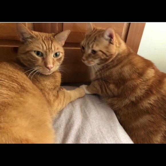 Meet your Posher, Sharon - Picture 1 of 1